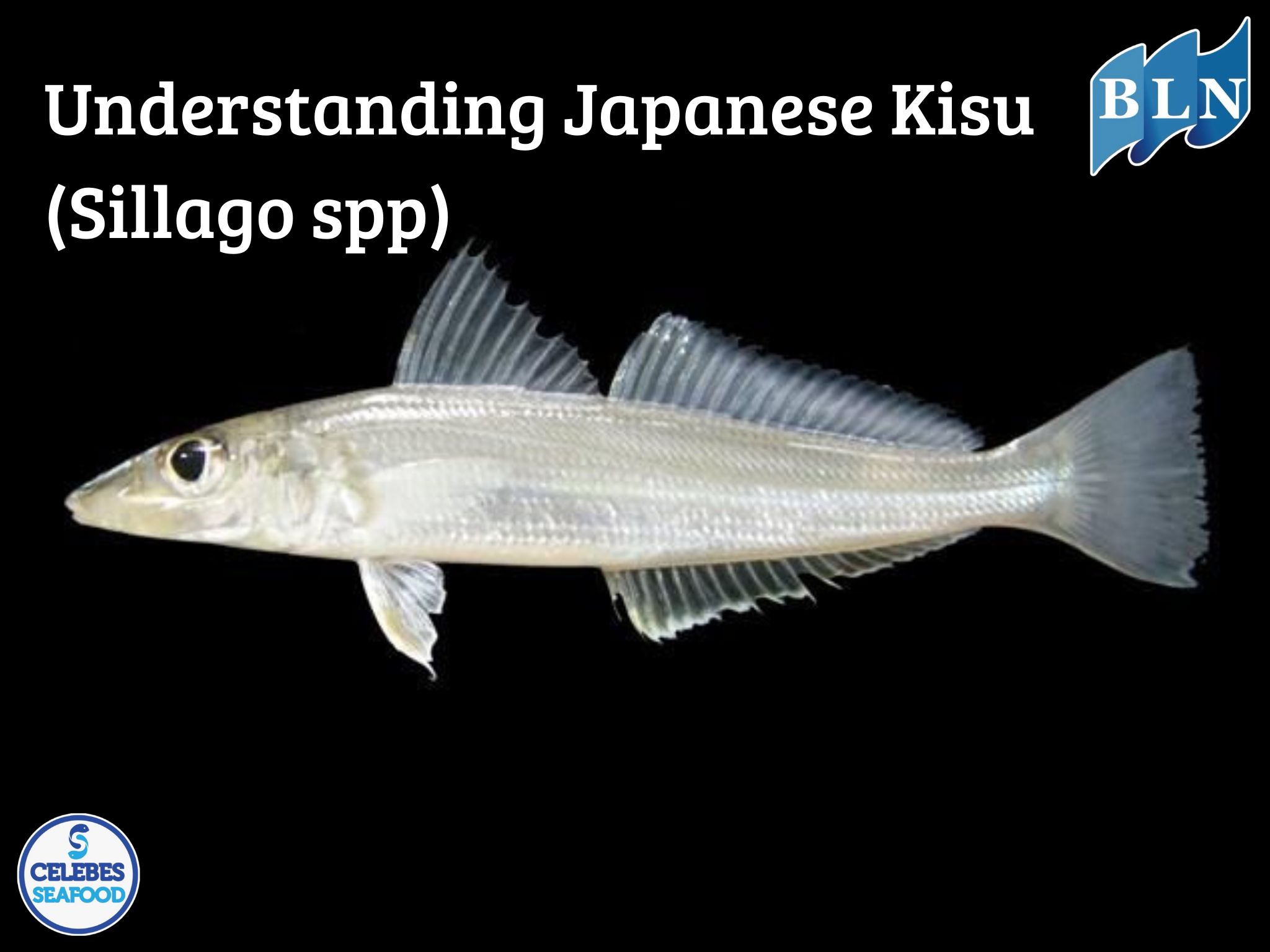 Understanding Japanese Kisu (Sillago spp.)